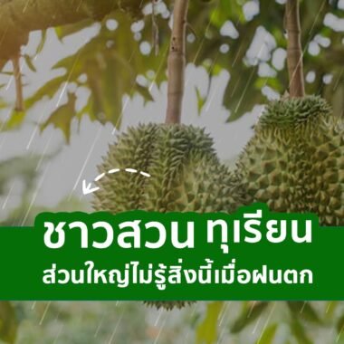 ทำไมทุเรียนไม่ติดลูก?
