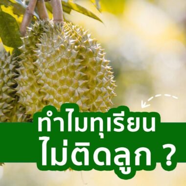 ชาวสวนส่วนใหญ่ไม่รู้สิ่งนี้เมื่อฝนตก