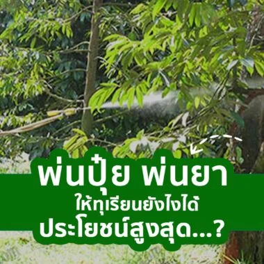 ทุเรียนใบเหลือง วิเคราะห์ยังไงให้ตรงจุด…