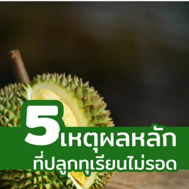 5 เหตุผลที่คนปลูกทุเรียนแล้วไม่รอด