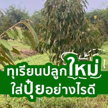 ต้นทุเรียนเล็ก ทุเรียนปลูกใหม่ ใส่ปุ๋ยอย่างไรดี