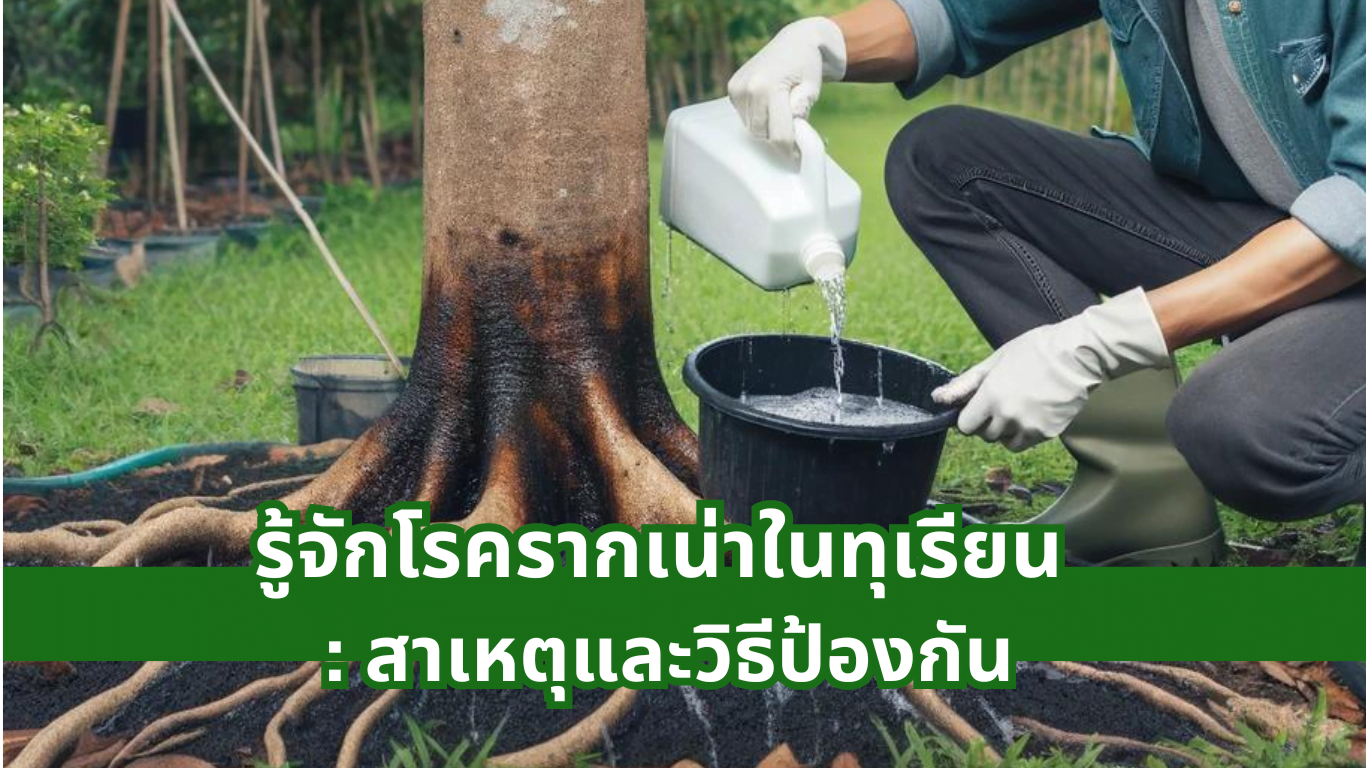 โรครากเน่า